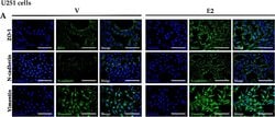 Invitrogen Goat anti-Mouse IgG (H+L) Cross-Adsorbed Secondary Antibody,
