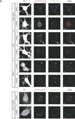 Invitrogen Goat anti-Mouse IgG (H+L) Cross-Adsorbed Secondary Antibody,