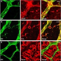 Invitrogen™ Donkey anti-Goat IgG (H+L) Cross-Adsorbed Secondary Antibody, Alexa Fluor™ 546