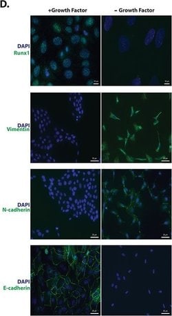 Invitrogen Goat anti-Mouse IgG (H+L) Cross-Adsorbed Secondary Antibody,