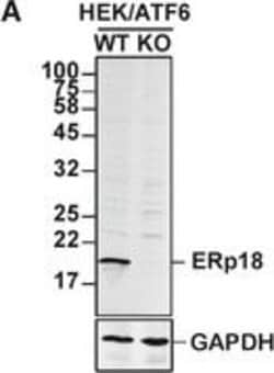 Invitrogen Goat anti-Mouse IgG (H+L) Highly Cross-Adsorbed Secondary Antibody,
