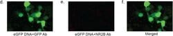 Invitrogen Goat anti-Mouse IgG (H+L) Cross-Adsorbed Secondary Antibody,