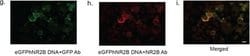 Invitrogen Goat anti-Mouse IgG (H+L) Cross-Adsorbed Secondary Antibody,