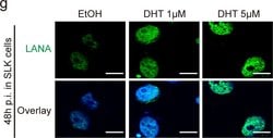 Invitrogen Goat anti-Mouse IgG (H+L) Cross-Adsorbed Secondary Antibody,