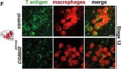 Invitrogen Goat anti-Mouse IgG (H+L) Cross-Adsorbed Secondary Antibody,