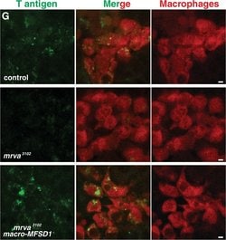 Invitrogen Goat anti-Mouse IgG (H+L) Cross-Adsorbed Secondary Antibody,