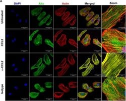 Invitrogen Goat anti-Mouse IgG (H+L) Cross-Adsorbed Secondary Antibody,