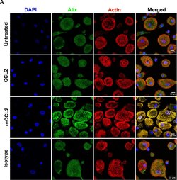 Invitrogen Goat anti-Mouse IgG (H+L) Cross-Adsorbed Secondary Antibody,