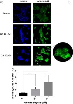 Invitrogen Goat anti-Mouse IgG (H+L) Cross-Adsorbed Secondary Antibody,