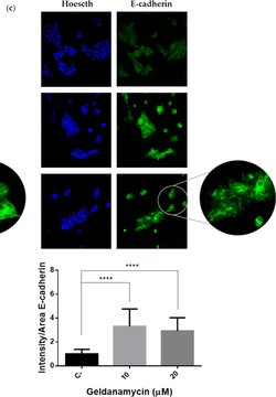 Invitrogen Goat anti-Mouse IgG (H+L) Cross-Adsorbed Secondary Antibody,