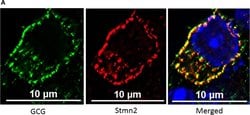 Invitrogen Goat anti-Mouse IgG (H+L) Cross-Adsorbed Secondary Antibody,
