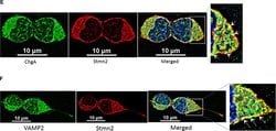 Invitrogen Goat anti-Mouse IgG (H+L) Cross-Adsorbed Secondary Antibody,