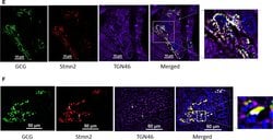 Invitrogen Goat anti-Mouse IgG (H+L) Cross-Adsorbed Secondary Antibody,