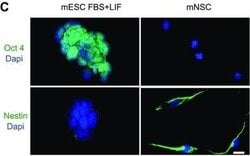 Invitrogen Goat anti-Mouse IgG (H+L) Cross-Adsorbed Secondary Antibody,