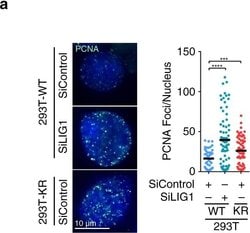 Invitrogen Goat anti-Mouse IgG (H+L) Cross-Adsorbed Secondary Antibody,