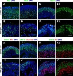 Invitrogen Goat anti-Mouse IgG (H+L) Cross-Adsorbed Secondary Antibody,