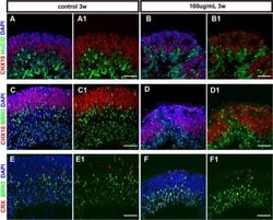 Invitrogen Goat anti-Mouse IgG (H+L) Cross-Adsorbed Secondary Antibody,