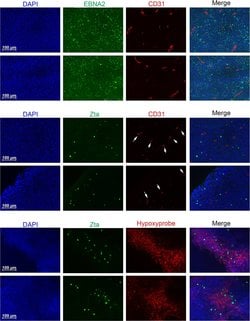 Invitrogen Goat anti-Mouse IgG (H+L) Cross-Adsorbed Secondary Antibody,