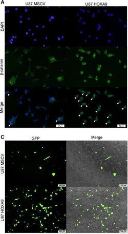 Invitrogen Goat anti-Mouse IgG (H+L) Cross-Adsorbed Secondary Antibody,