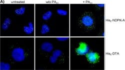 Invitrogen Goat anti-Mouse IgG (H+L) Cross-Adsorbed Secondary Antibody,