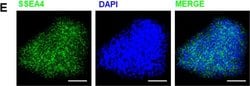 Invitrogen Goat anti-Mouse IgG (H+L) Cross-Adsorbed Secondary Antibody,
