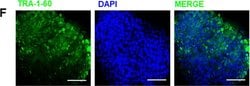 Invitrogen Goat anti-Mouse IgG (H+L) Cross-Adsorbed Secondary Antibody,