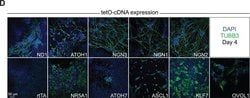 Invitrogen Goat anti-Mouse IgG (H+L) Cross-Adsorbed Secondary Antibody,