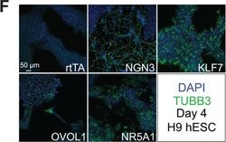 Invitrogen Goat anti-Mouse IgG (H+L) Cross-Adsorbed Secondary Antibody,