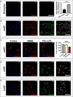 Invitrogen F(ab')2-Goat anti-Rabbit IgG (H+L) Cross-Adsorbed Secondary