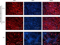 Invitrogen Goat anti-Mouse IgM (Heavy chain) Cross-Adsorbed Secondary Antibody,
