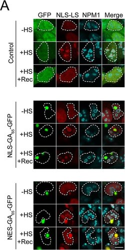 Invitrogen F(ab')2-Goat anti-Mouse IgG (H+L) Cross-Adsorbed Secondary Antibody,