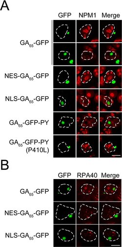 Invitrogen F(ab')2-Goat anti-Mouse IgG (H+L) Cross-Adsorbed Secondary Antibody,