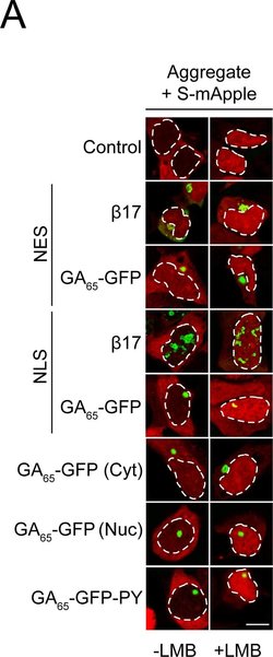 Invitrogen F(ab')2-Goat anti-Mouse IgG (H+L) Cross-Adsorbed Secondary Antibody,