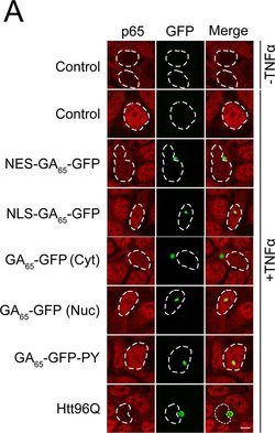 Invitrogen F(ab')2-Goat anti-Mouse IgG (H+L) Cross-Adsorbed Secondary Antibody,