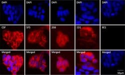 Invitrogen Goat anti-Human IgG (H+L) Cross-Adsorbed Secondary Antibody,