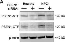 Invitrogen Goat anti-Rat IgG (H+L) Cross-Adsorbed Secondary Antibody, Alexa