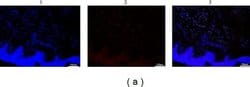 Invitrogen Goat anti-Mouse IgG2a Cross-Adsorbed Secondary Antibody, Alexa