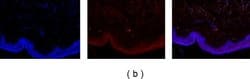 Invitrogen Goat anti-Mouse IgG2a Cross-Adsorbed Secondary Antibody, Alexa