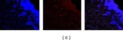 Invitrogen Goat anti-Mouse IgG2a Cross-Adsorbed Secondary Antibody, Alexa