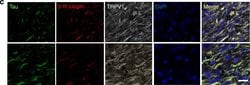 Invitrogen Goat anti-Mouse IgG2a Cross-Adsorbed Secondary Antibody, Alexa