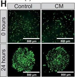 Invitrogen Goat anti-Mouse IgG3 Cross-Adsorbed Secondary Antibody, Alexa