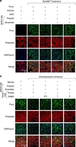 Invitrogen Goat anti-Mouse IgG (H+L) Cross-Adsorbed Secondary Antibody, Cyanine5 1 mg | Buy Online | Invitrogen&trade; | Fisher Scientific