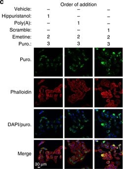 Invitrogen Goat anti-Mouse IgG (H+L) Cross-Adsorbed Secondary Antibody, Cyanine5 1 mg | Buy Online | Invitrogen&trade; | Fisher Scientific