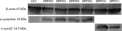 Invitrogen Goat anti-Rabbit IgG (H+L) Cross-Adsorbed Secondary Antibody,