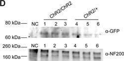 Invitrogen Goat anti-Rabbit IgG (H+L) Secondary Antibody, AP 100 &mu;L;