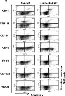 Invitrogen Rat anti-Mouse IgG (H+L) Secondary Antibody, FITC, eBioscience
