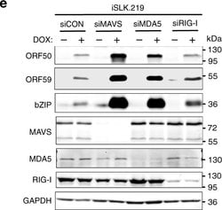 Goat anti-Rabbit IgG (Heavy Chain), Superclonal Recombinant Secondary Antibody,