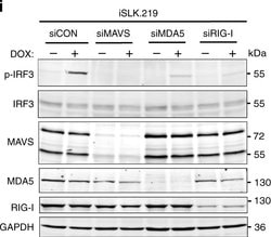 Goat anti-Rabbit IgG (Heavy Chain), Superclonal Recombinant Secondary Antibody,