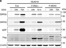 Goat anti-Rabbit IgG (Heavy Chain), Superclonal Recombinant Secondary Antibody,