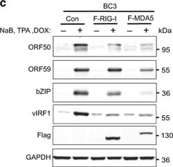 Goat anti-Rabbit IgG (Heavy Chain), Superclonal Recombinant Secondary Antibody,